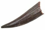 Fossil Fish Fang (Aidachar) - Kem Kem Beds, Morocco #219714-1